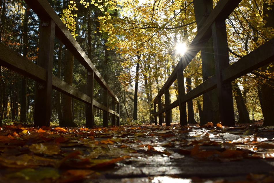 Autumn Bridge Leaves