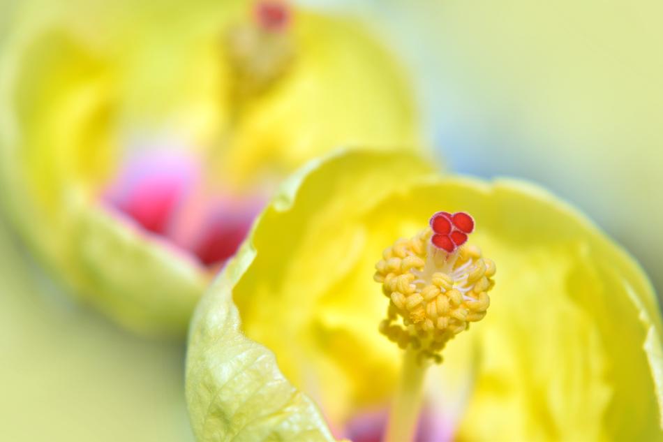 Hibiscus Flower Yellow