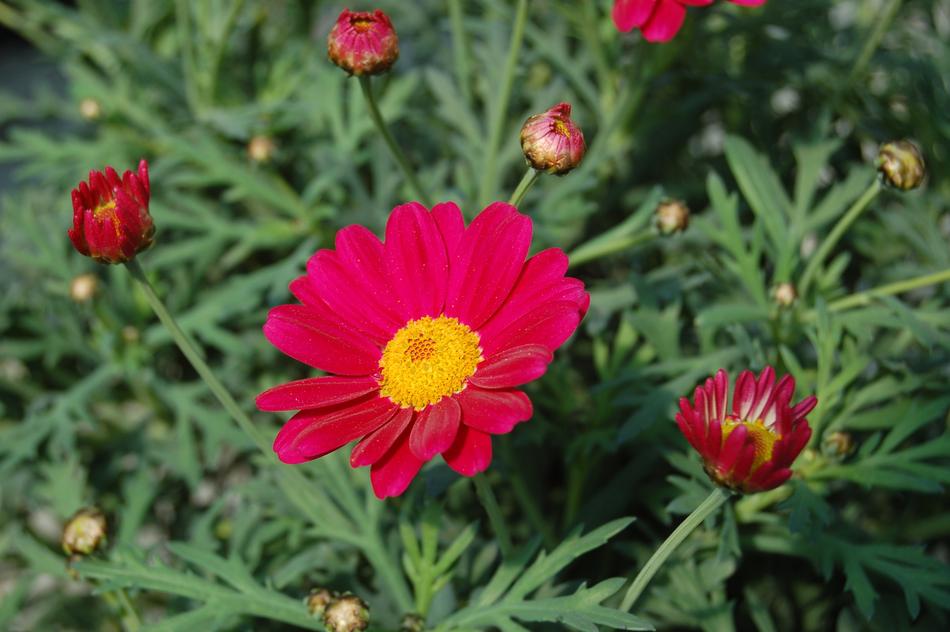 red flower in the garden landscape bush