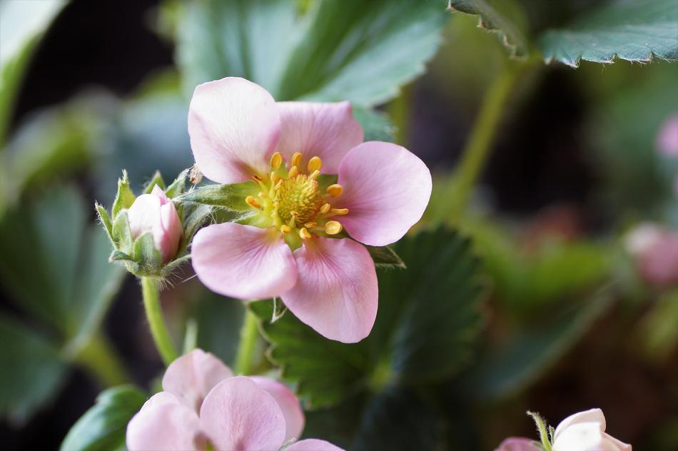 strawberry flowers garden