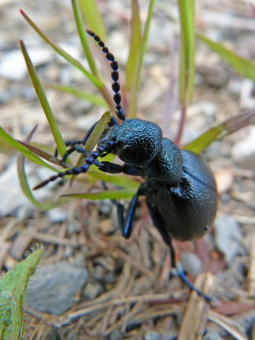Beetle Metallized Shimmering