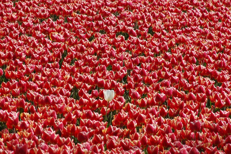 Field Plant Nature