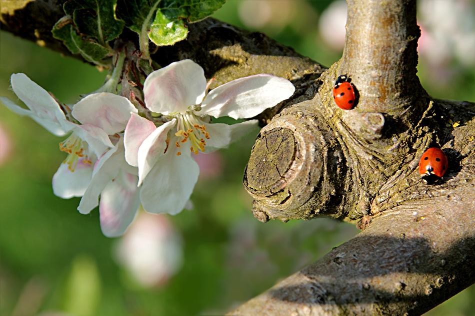 Nature Tree Apple Pirus Malus