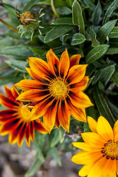 Nature Flower Plant