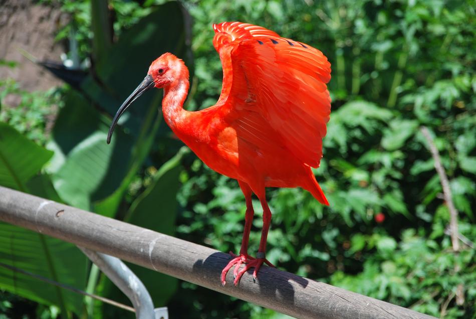 Red ibis on the pipe