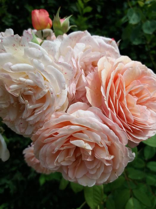 Flowers Pink