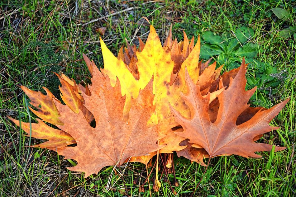 Autumn Season Nature