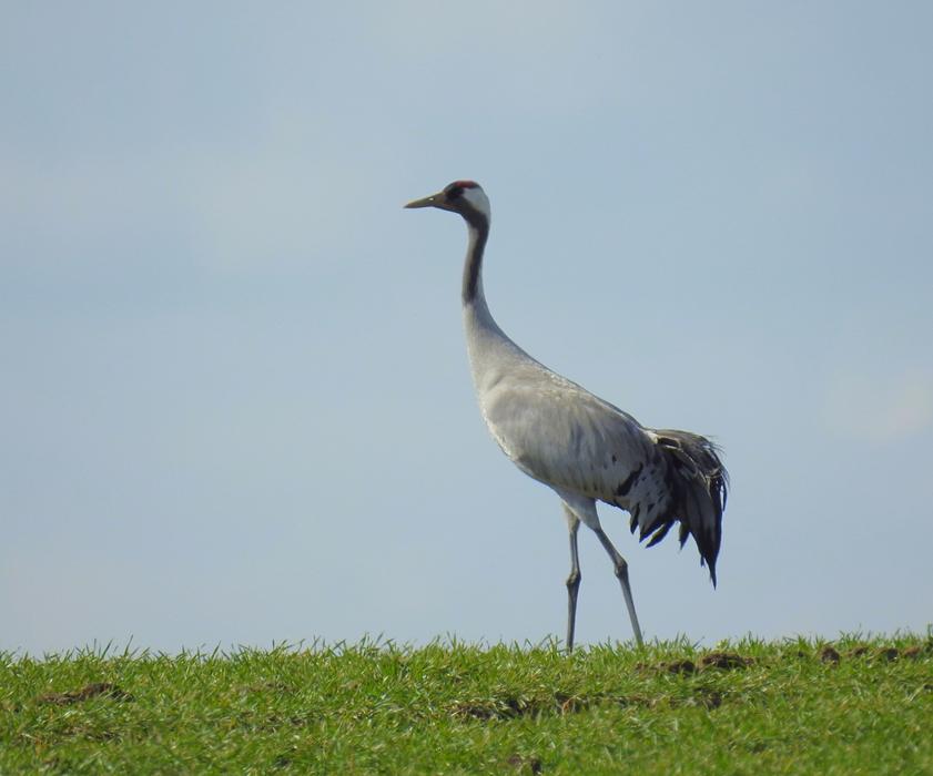Crane Water Bird Nature