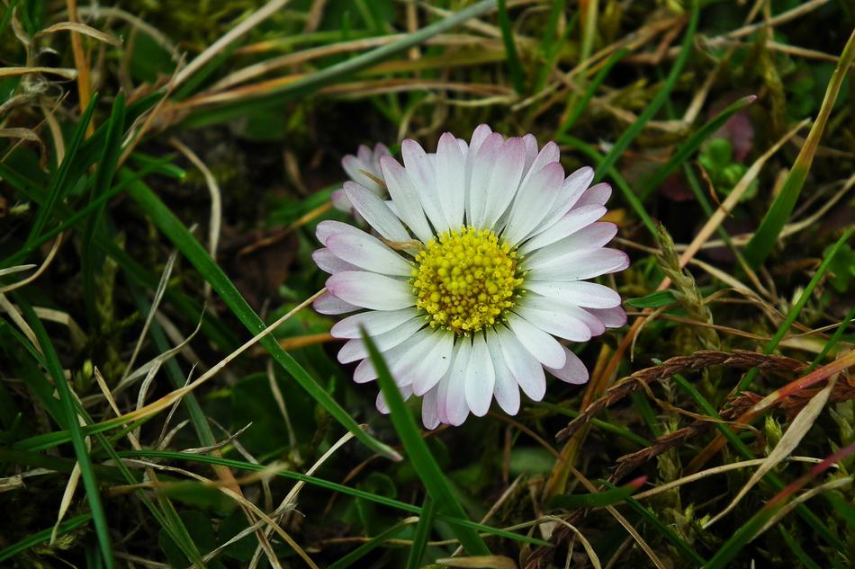 Nature Plant Lawn