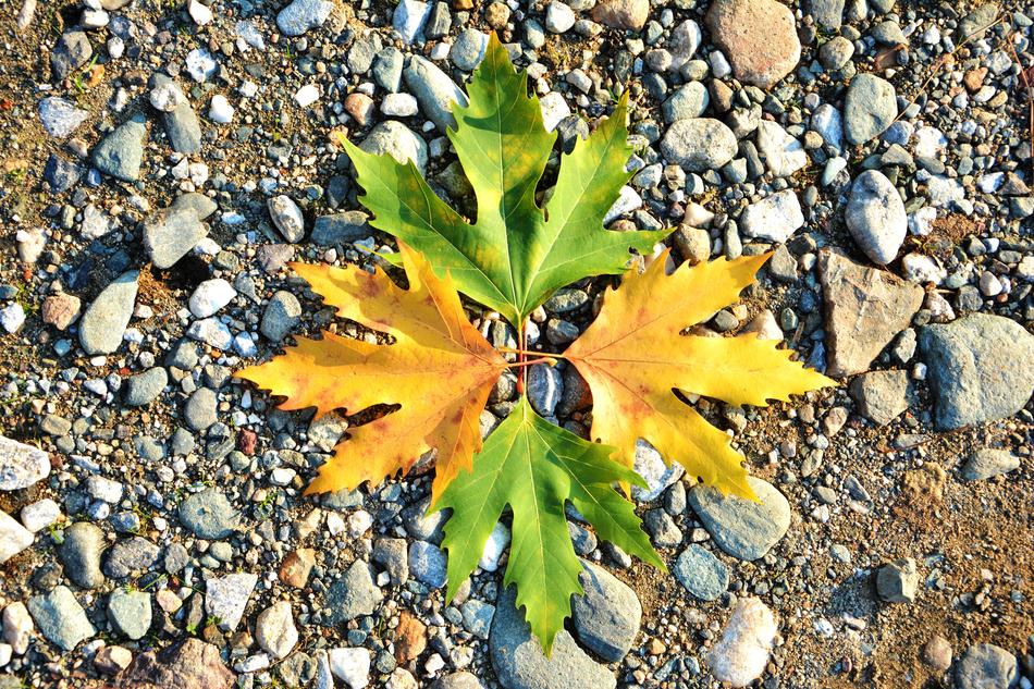 Autumn Season Nature