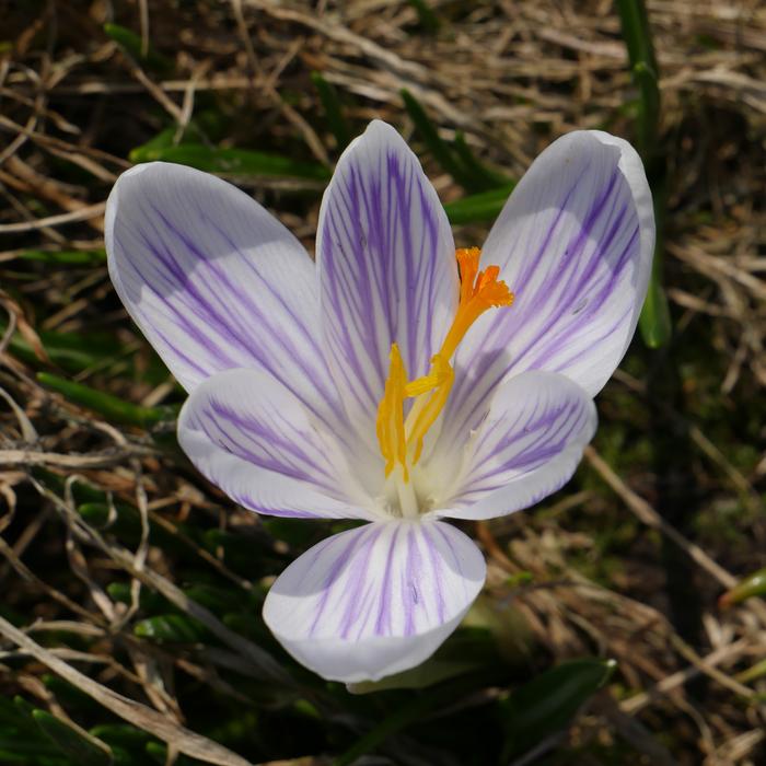 Flower Nature Macro