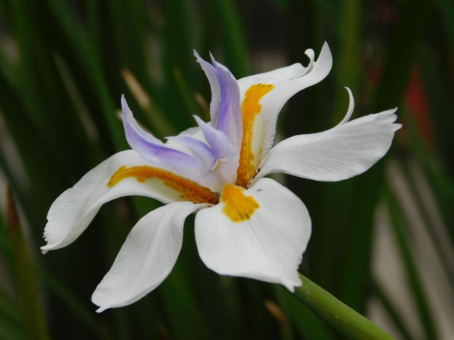 Flower Nature Plant