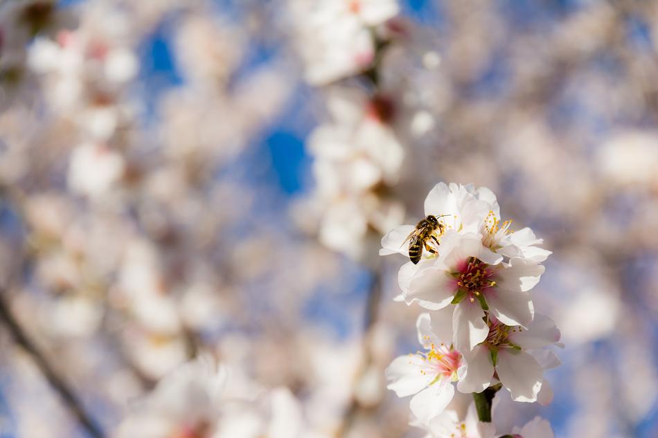 Nature Flower Season