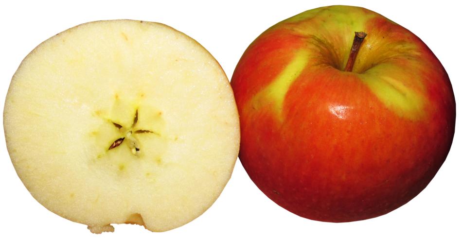 sliced apple on a white background