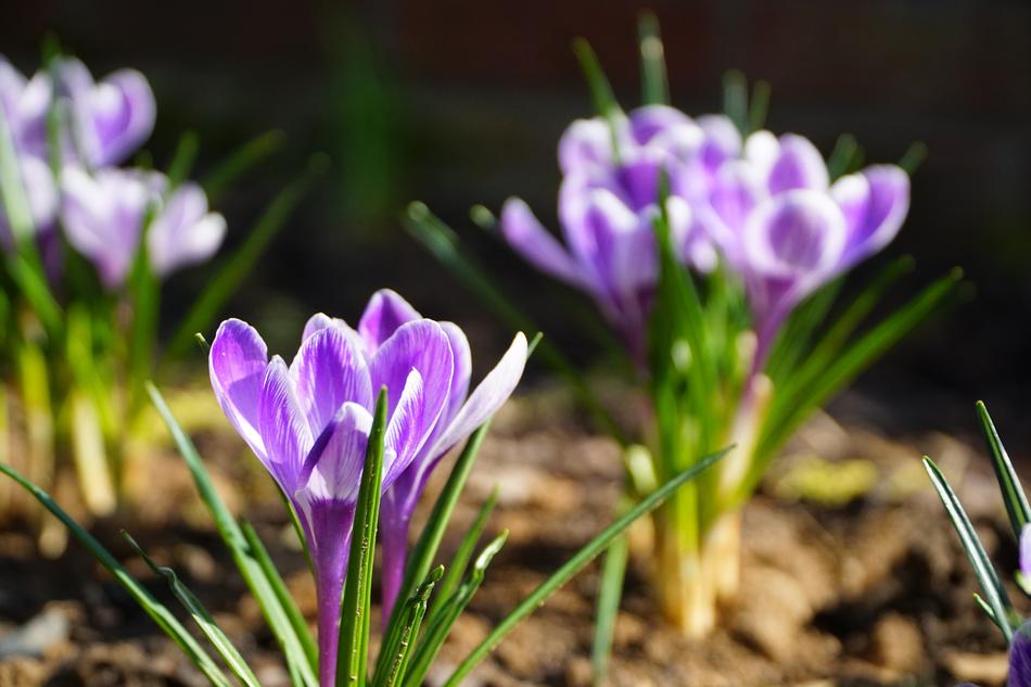 Flower Nature Plant