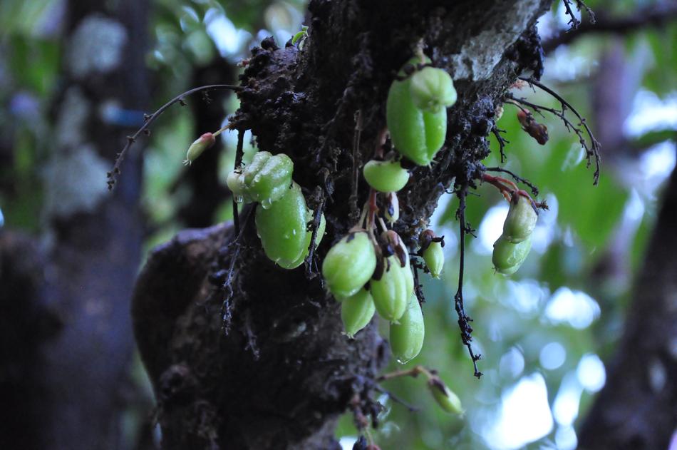 Fruit Carambola Star