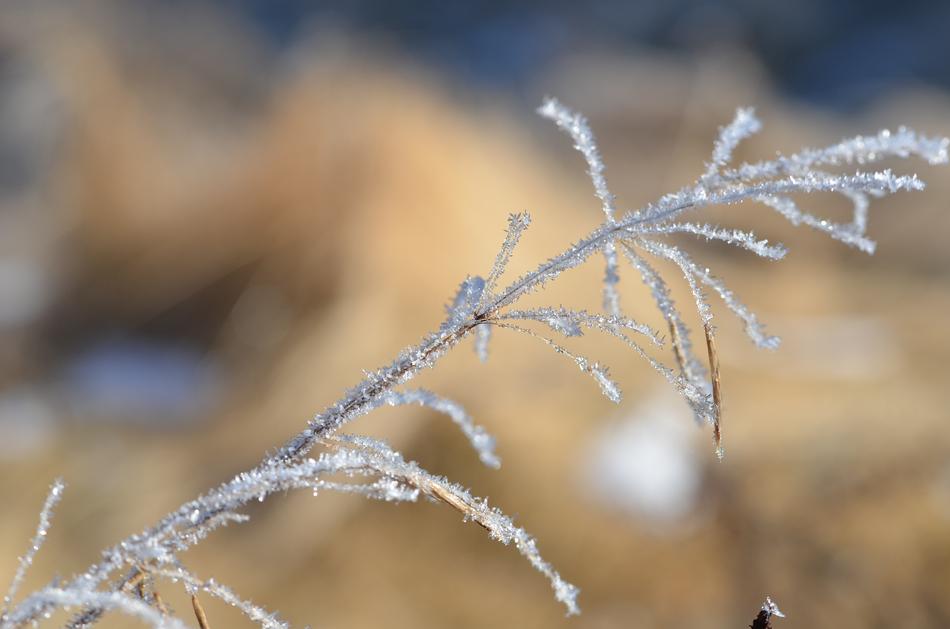 Nature Frost Winter