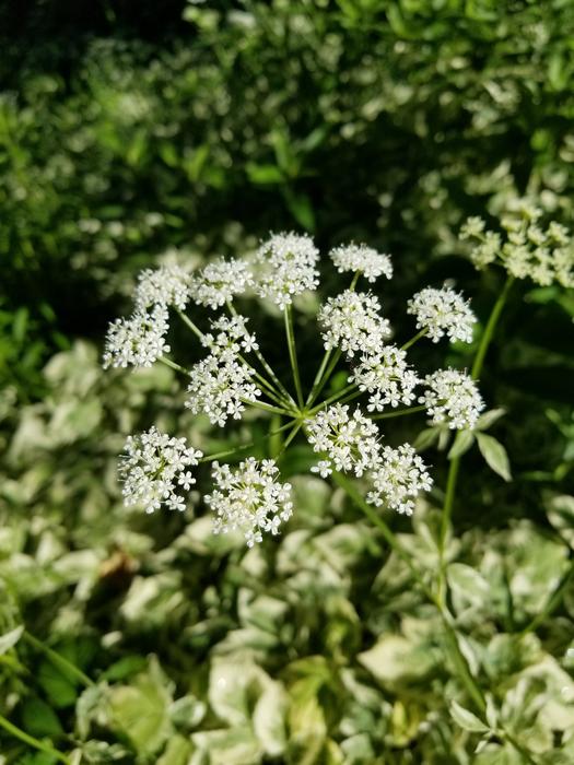 Flower White Greenery Close