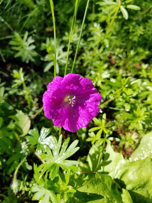 Flower Purple Single