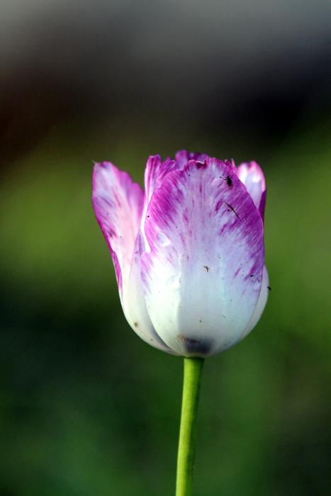 Tulip Flower Plant No