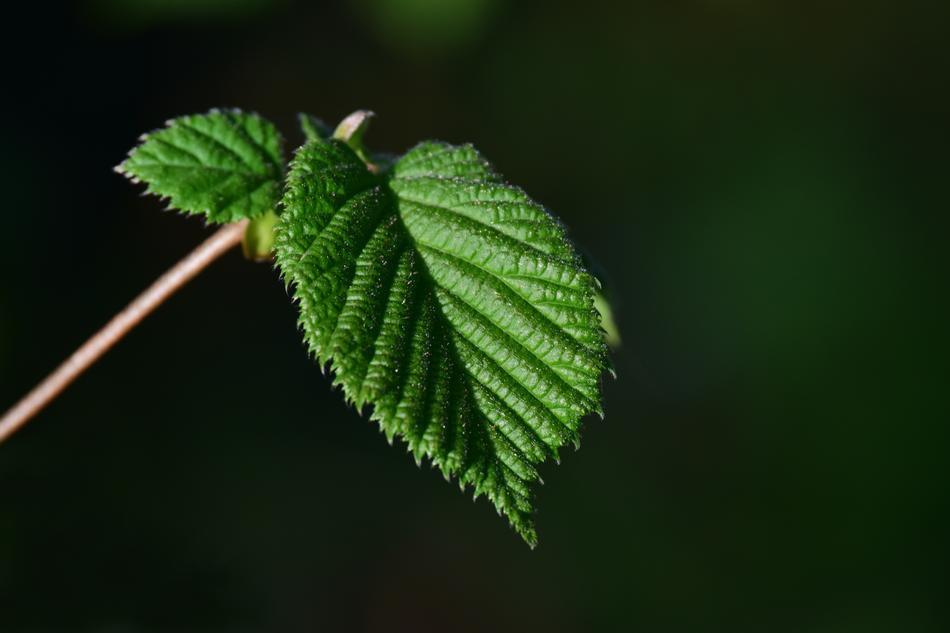 Leaf Plant Nature