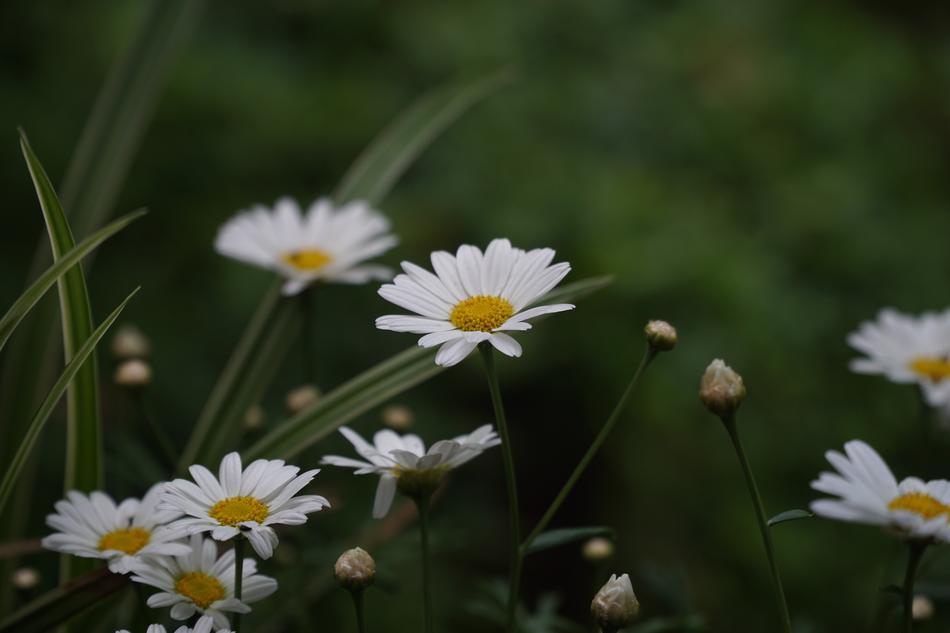 Daisies Flower Blossom