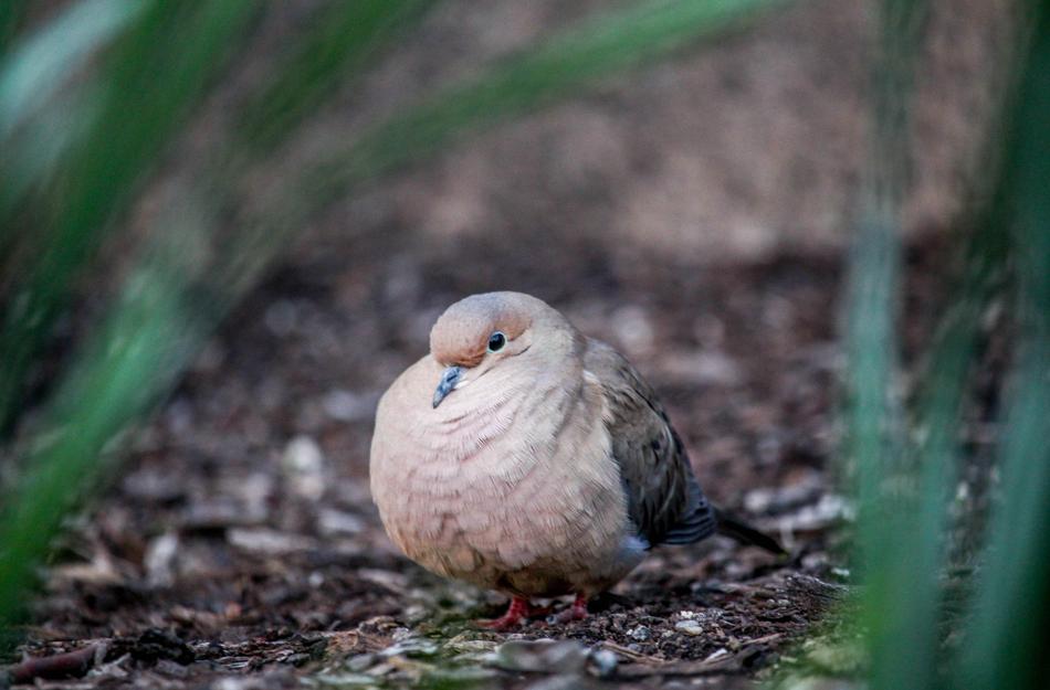 breasted bird