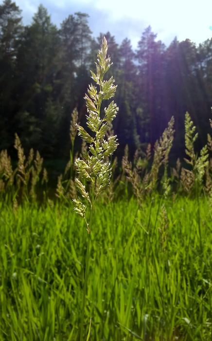 Nature Grass Plant