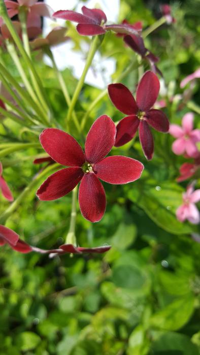 Nature Flora Flower