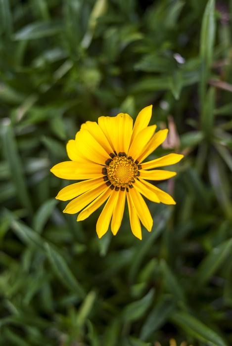 Nature Plant Summer