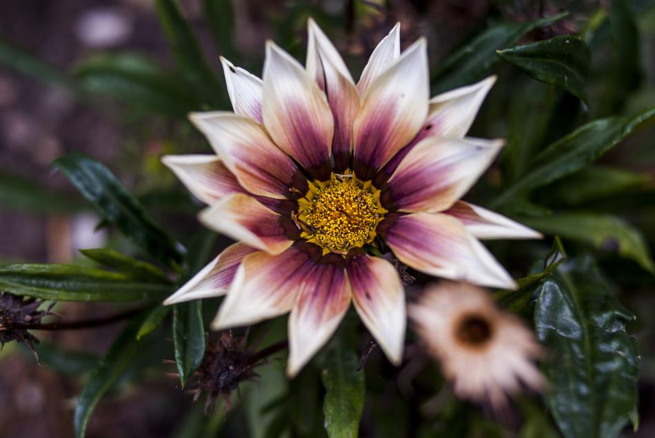 Nature Plant Flower