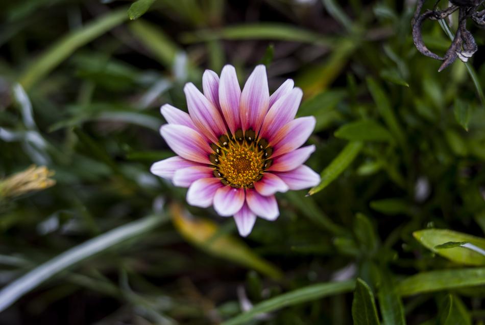 Nature Plant Flower