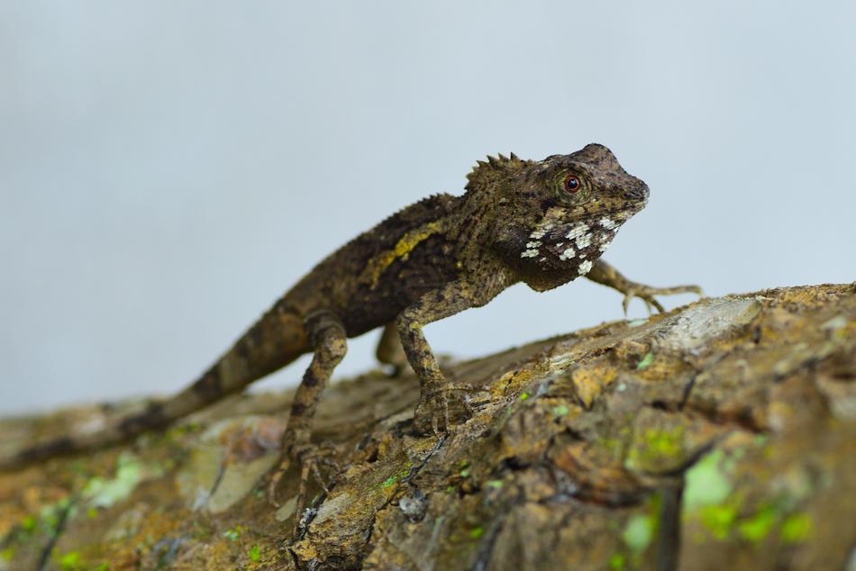 Animal Crawling Gang Reptiles