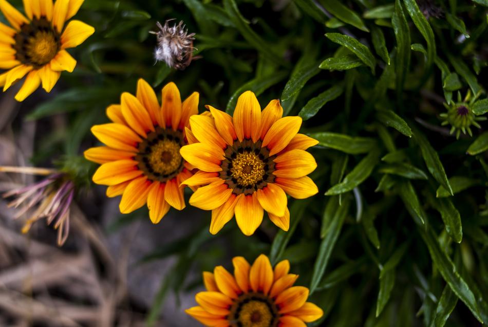 summer orange plants