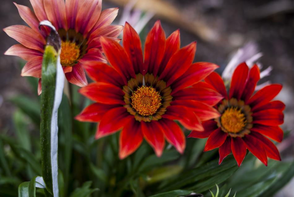 Flower Nature Plant