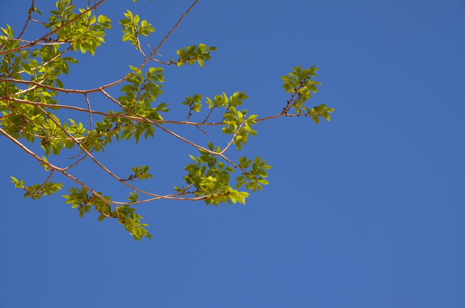 Tree Nature Sky