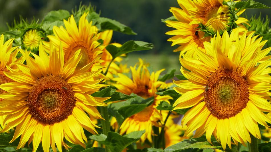 Nature Field Sunflower