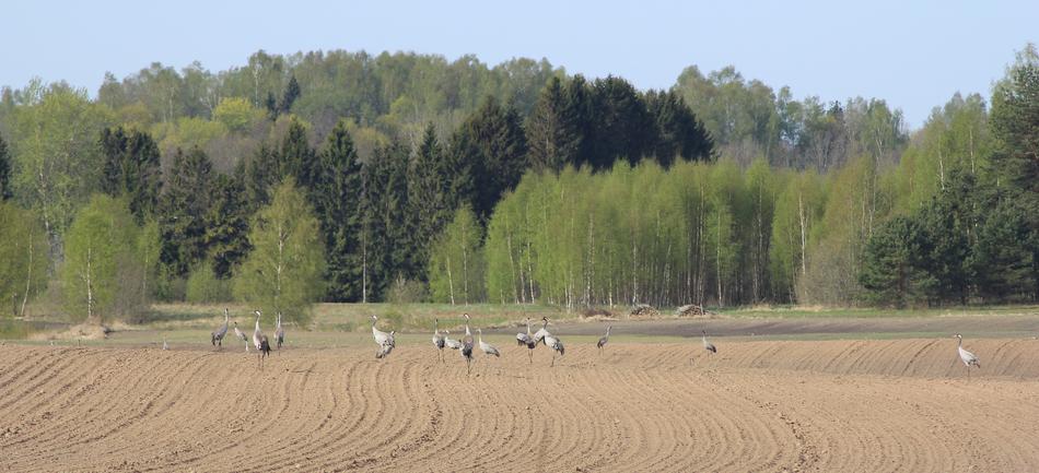 Nature field birds landscape view