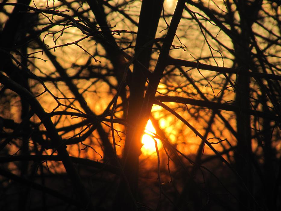 Tree Wood Nature