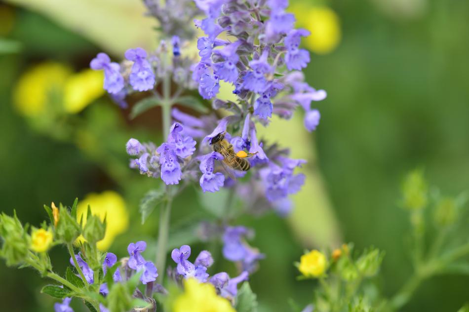 Plant Nature Flower