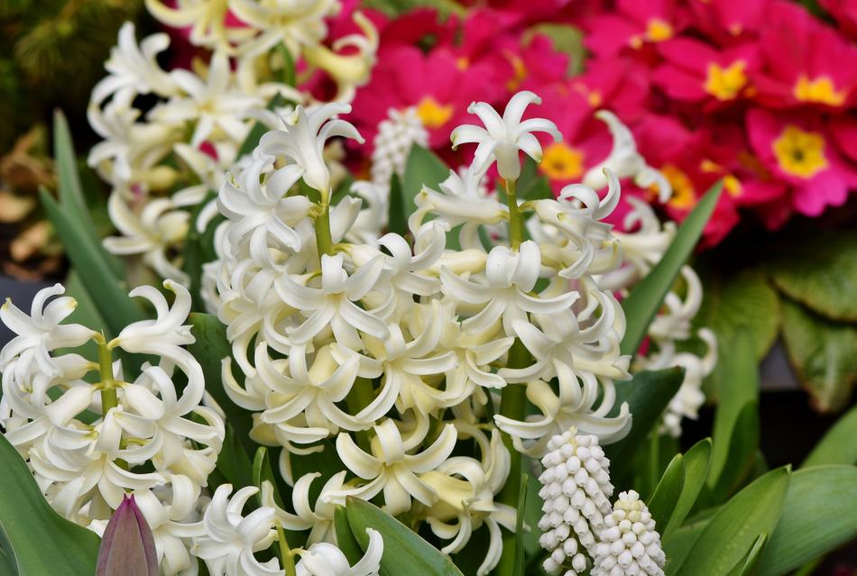 Hyacinth Flowers Spring Flower