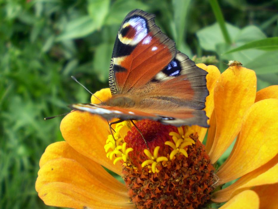 a large butterfly with an eye pattern