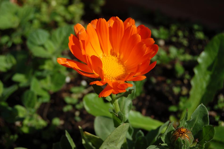 Nature Flower Garden