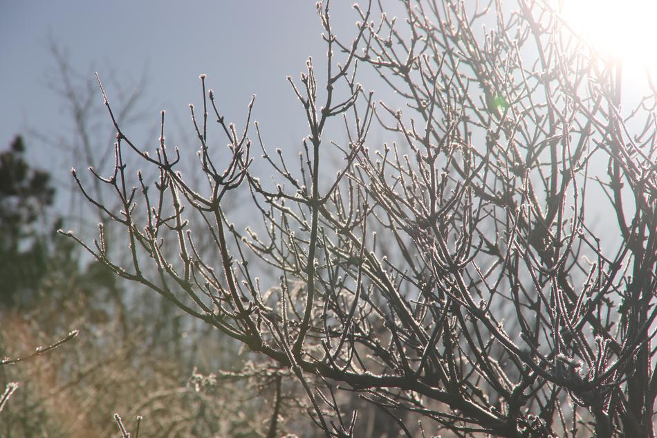 Tree Nature Branch