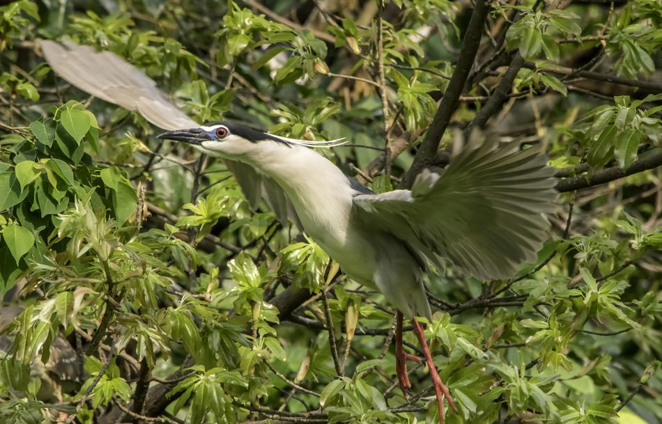 Nature Bird Wildlife