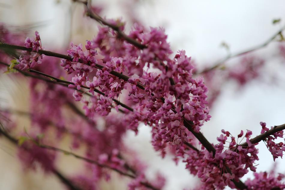 Flower Tree Branch