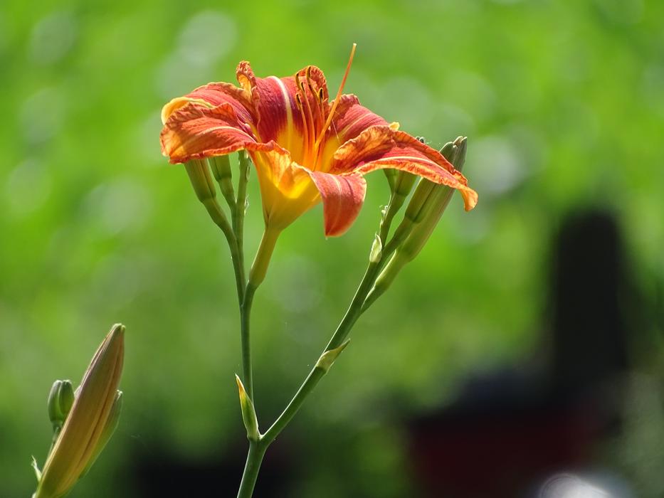 Lily Flower Green