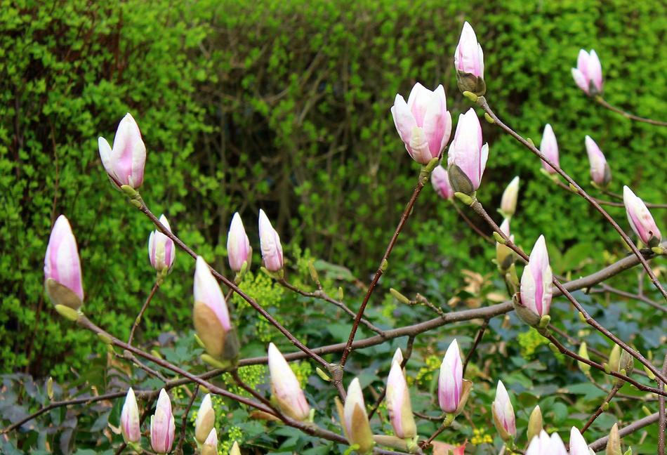 Magnolia Tree The Buds