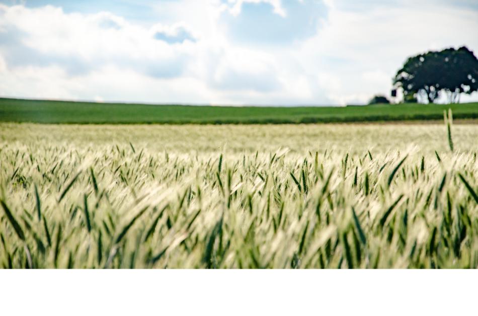 Landscape Field Sky