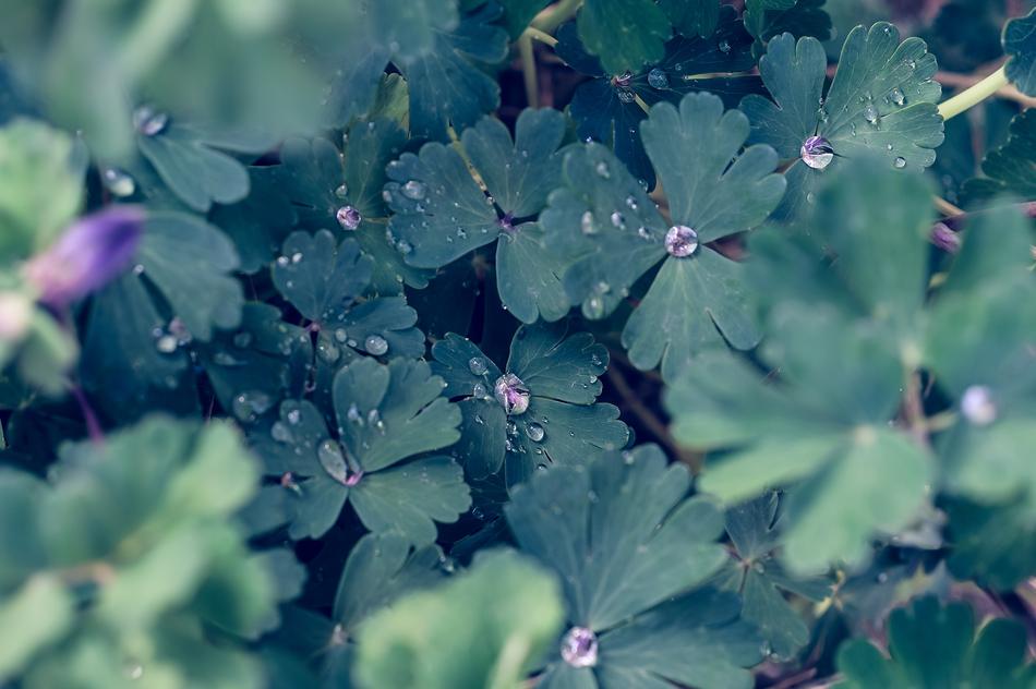 Plant Leaf Natural